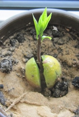 Hogyan növekszik az avokádó egy kő, hogyan csíráznak és növényi csont