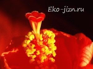 Hogyan növekszik hibiszkusz tea az otthoni - kínai rózsa gondozása és luxus fényképek otthoni (rózsa) Hogyan növekszik hibiszkusz tea az otthoni - kínai rózsa gondozása és luxus fényképek otthoni