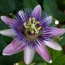 Hogyan növekszik a magok Passiflora, családi ház