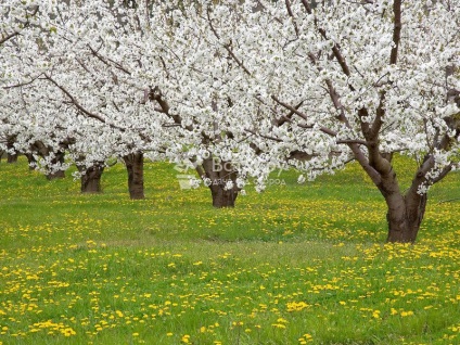 Hogyan védi gyümölcsfák az éles változásokat a hőmérséklet a tavasz