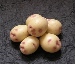 Burgonyafajták Sineglazka leírás, jellemzőit, előnyeit, érkezési időt, válaszok (grade) Burgonya Sineglazka a fajta leírását, jellemzőit, előnyeit, ültetési időpontok, vélemények