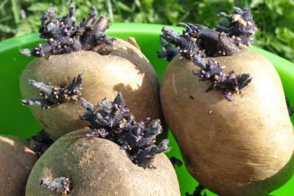 Burgonyafajták Sineglazka leírás, jellemzőit, előnyeit, érkezési időt, válaszok (leírás) Burgonya Sineglazka a fajta leírását, jellemzőit, előnyeit, ültetési időpontok, vélemények