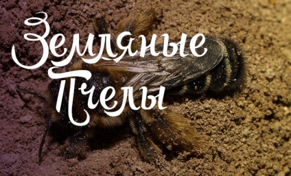 Miért álom egy méh - jó vagy rossz (hogy) Miért álom egy méh - jó vagy rossz