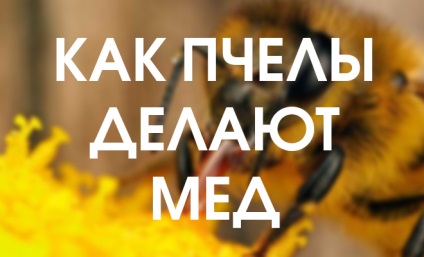Miért álom egy méh - jó vagy rossz (a méhek) Miért álom egy méh - jó vagy rossz