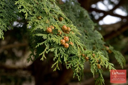 Cypress (Chamaecyparis)