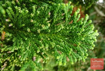 Cypress (Chamaecyparis)