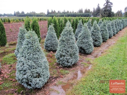 Cypress (Chamaecyparis) (ciprus) Cypress (Chamaecyparis)