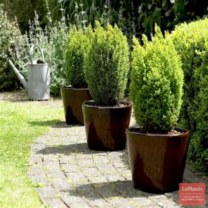 Cypress (Chamaecyparis) (ciprus) Cypress (Chamaecyparis)