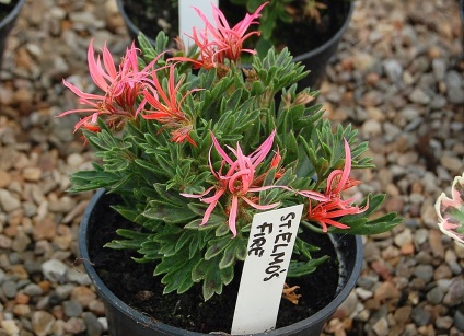 Besorolás muskátli fajták, fajok csoportja, egy virágot a házban (hang-Downing Pelargonium) Besorolás muskátli fajták, fajok csoportja, egy virágot a házban