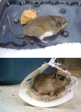 Ragasztó egerekből származó