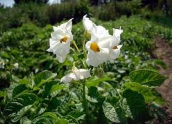Коли поливати картоплю після посадки