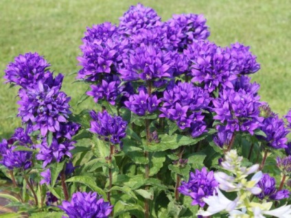 Bell acervuline, kertészet világ (csengő) Bell acervuline, kertészet világ