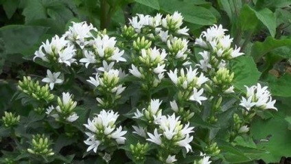 Bell acervuline, kertészet világ (csengő) Bell acervuline, kertészet világ