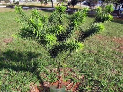 Szoba Araucaria - ellátás és a reprodukció az otthoni