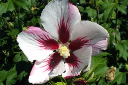 Hibiscus terem - otthoni gondozás, transzplantációs és a termés hibiszkusz otthon kertészet világ