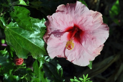 Hibiscus terem - otthoni gondozás, transzplantációs és a termés hibiszkusz otthon kertészet világ