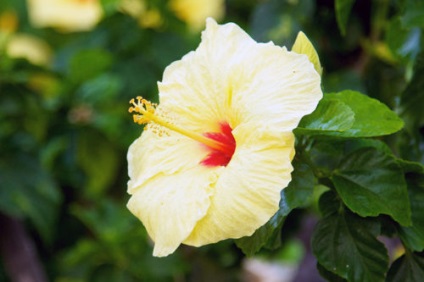 Hibiscus terem - otthoni gondozás, transzplantációs és a termés hibiszkusz otthon kertészet világ