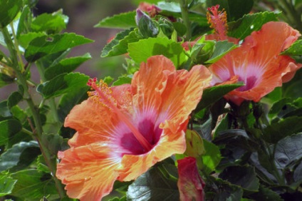 Hibiscus terem - otthoni gondozás, transzplantációs és a termés hibiszkusz otthon kertészet világ
