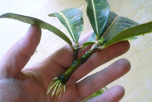 Cserepes Croton codiaeum vagy otthoni gondozást