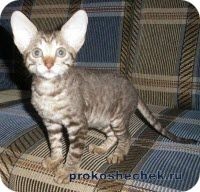 Cornish Rex és takarmányozási