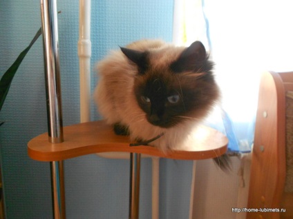 Cat Masyanya - egy kisállat (Masyanya) Cat Masyanya - pet