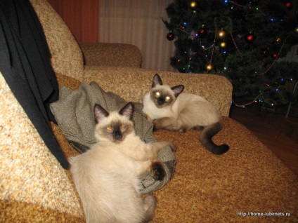 Cat Masyanya - egy kisállat (Masyanya) Cat Masyanya - pet