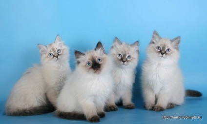 Cat Masyanya - egy kisállat (Masyanya) Cat Masyanya - pet