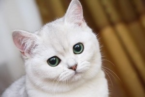 A macska nem terjed (cat) A macska nem terjed