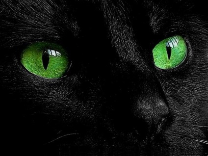 Cat zöld szemmel, fotó, fotó fekete macska, zöld szemmel