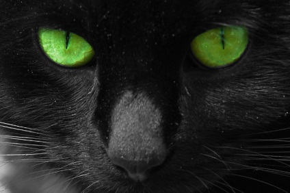 Cat zöld szemmel, fotó, fotó fekete macska, zöld szemmel