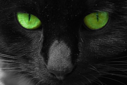 Cat zöld szemmel, fotó, fotó fekete macska, zöld szemmel (macska) Cat zöld szemmel, fotó, fotó fekete macska, zöld szemmel