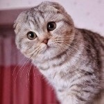 Kitten, mint egy hónappal takarmány, ne menjen a WC egy csomó, szeretek tanítani, hogy a WC és vigyázni, (cica) Kitten, mint egy hónappal takarmány, ne menjen a WC egy csomó, szeretek tanítani, hogy a WC és vigyázni,