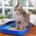 Kitten, mint egy hónappal a takarmány, nem megy a WC-sokat, szeretek tanítani, hogy a WC és vigyázni, (gyalog) Kitten, mint egy hónappal takarmány, ne menjen a WC egy csomó, szeretek tanítani, hogy a WC és vigyázni,