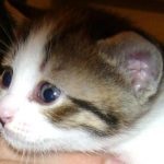 Kitten, mint egy hónappal takarmány, ne menjen a WC egy csomó, szeretek tanítani, hogy a WC és vigyázni, (cica) Kitten, mint egy hónappal takarmány, ne menjen a WC egy csomó, szeretek tanítani, hogy a WC és vigyázni,