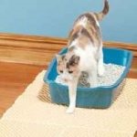 Kitten, mint egy hónappal takarmány, ne menjen a WC egy csomó, szeretek tanítani, hogy a WC, és vigyázni, (hónap) Kitten, mint egy hónappal takarmány, ne menjen a WC egy csomó, szeretek tanítani, hogy a WC és vigyázni,