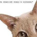 Kitten, mint egy hónappal takarmány, ne menjen a WC egy csomó, szeretek tanítani, hogy a WC, és vigyázni, (hónap) Kitten, mint egy hónappal takarmány, ne menjen a WC egy csomó, szeretek tanítani, hogy a WC és vigyázni,