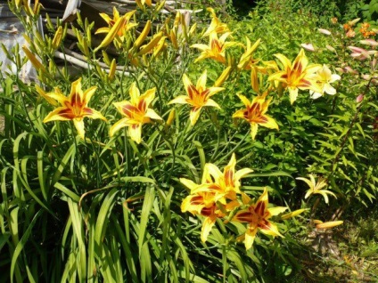 Szépsége a nap - nap-liliom - díszítő virágok és cserjék