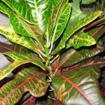 Croton száraz és őszi levelek, cserepes növények