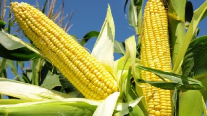 Kukorica ültetés és gondozás a nyílt terepen