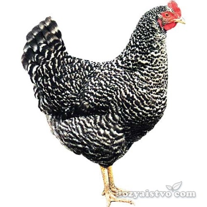 Csirkék domináns fotó, Fajtajegyei, tojásrakás, különösen tartalom