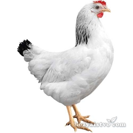Csirkék domináns fotó, Fajtajegyei, tojásrakás, különösen tartalom
