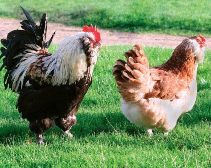 Faverolles csirke csirke fajta, leírás, fotó, vélemények