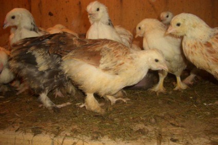 Faverolles csirke csirke fajta, leírás, fotó, vélemények
