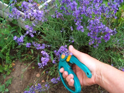 Lavender ültetés, gondozás és szaporítás dugványozással és magvak
