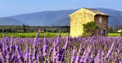 Levendula mezők, Provence (levendula mezők Provence) Levendula mezők, Provence