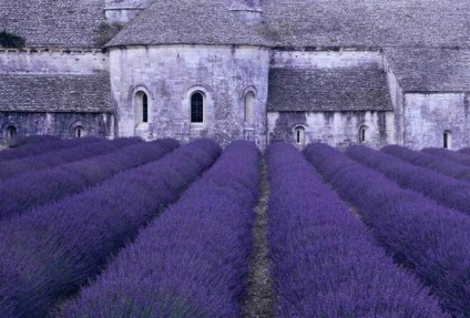 Levendula mezők, Provence