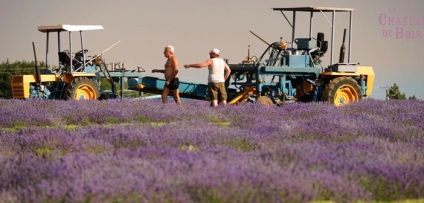 Levendula mezők, Provence