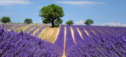 Levendula mezők, Provence