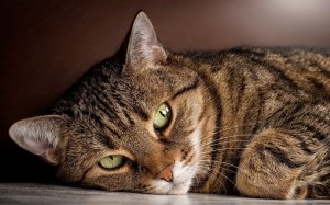 húgycsőgyulladás kezelés macskák és kutyák - Tünetek, okok, diagnózis