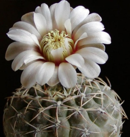 Legend miért kaktuszok virágzik - információs forrás